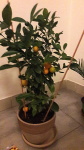 Citrus soutěž náhled